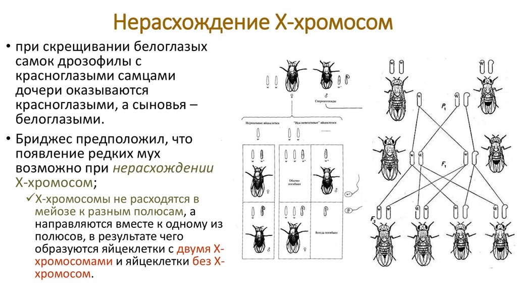 Серая самка скрещена с серым самцом. Наследование при нерасхождении половых хромосом. Генетика пола схема скрещивания. Хромосомы дрозофилы.