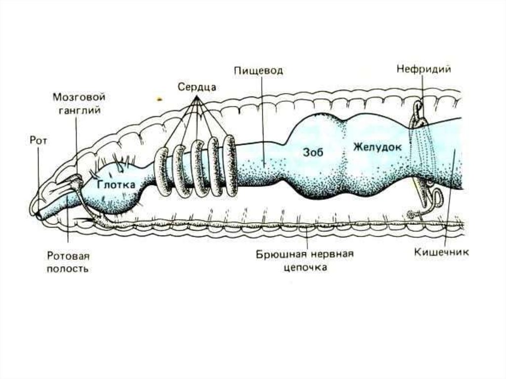 Сердце червяков. Головной мозг у кольчатых червей. Кольчатые черви мозг. Нервная система дождевого червя схема. Строение дождевого червя.