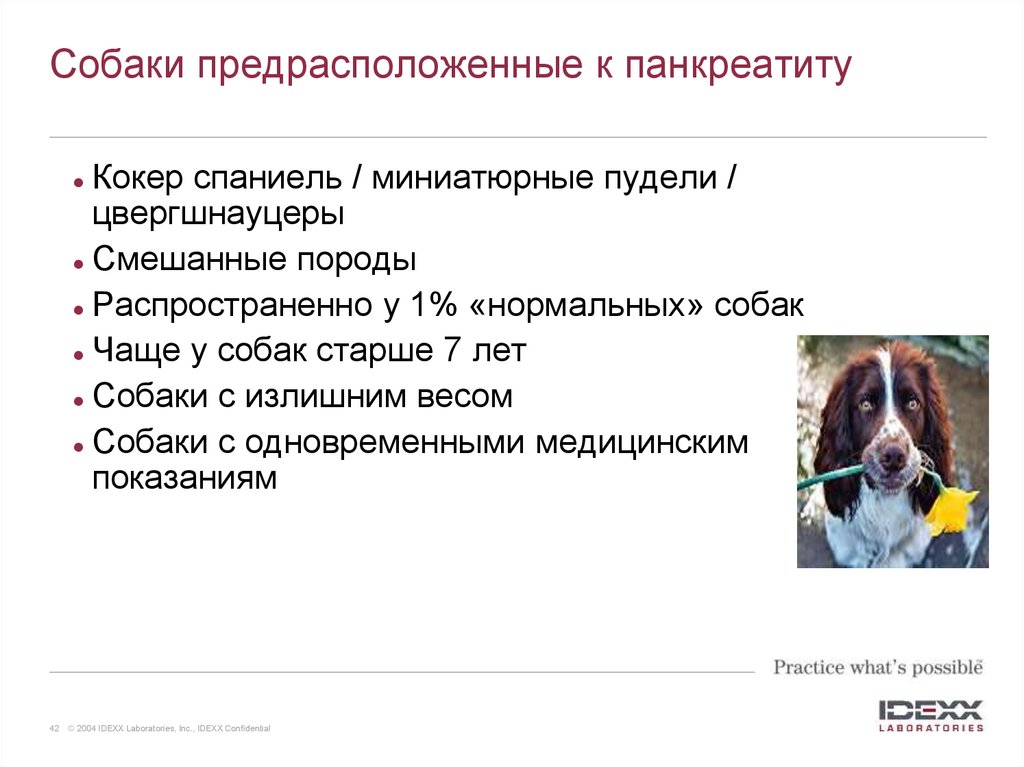 Песик форум. Породы собак предрасположенные к патологиям сердца. К сердечным заболеваниям предрасположены собаки. Какая порода собак больше предрасположена к бронхопневмонии. Собаки предрасположен не к гепатозу.