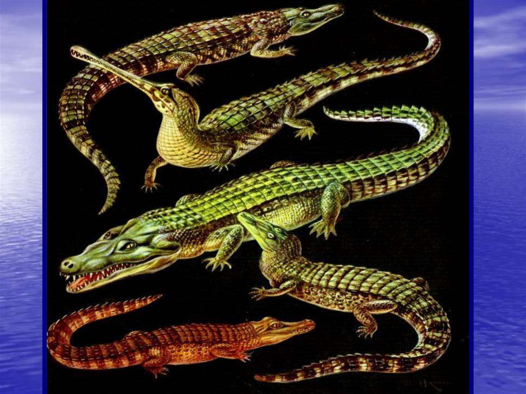 Важность сохранения в природе рептилий на примерах. Пресмыкающиеся. Многообразие рептилий. Класс пресмыкающихся. Разнообразие пресмыкающихся.