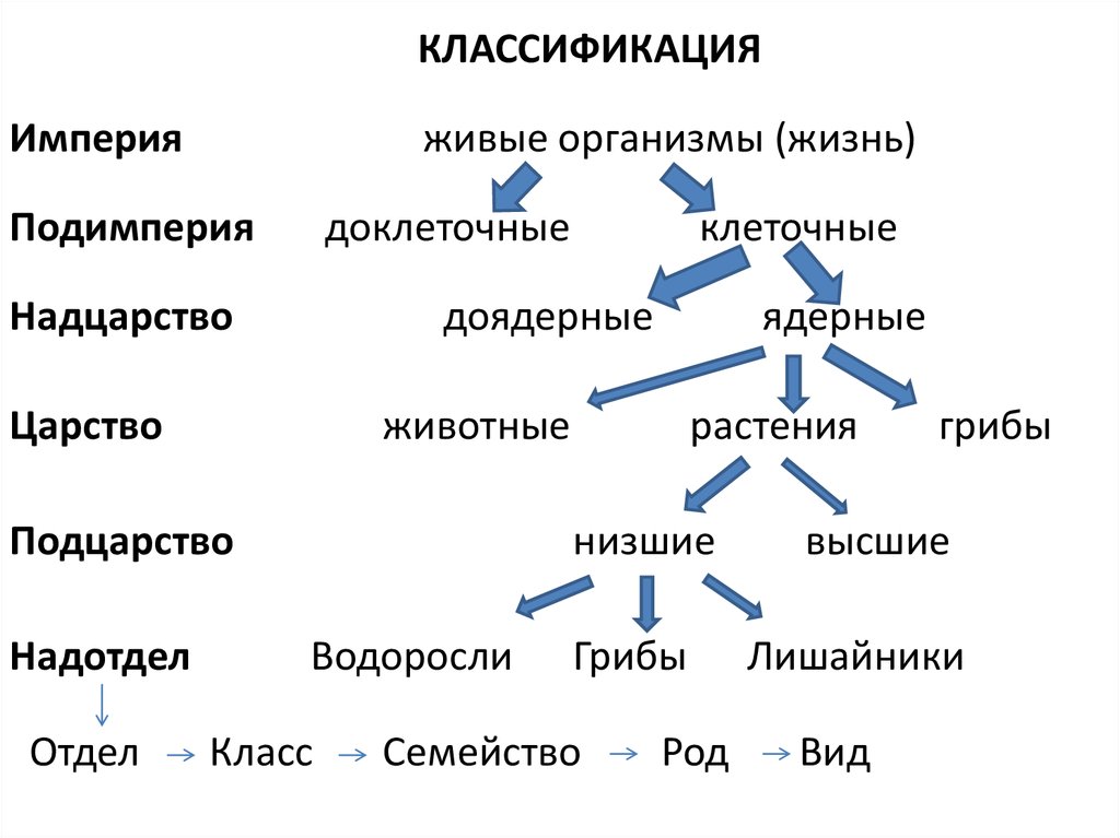 Классификация грызунов схема