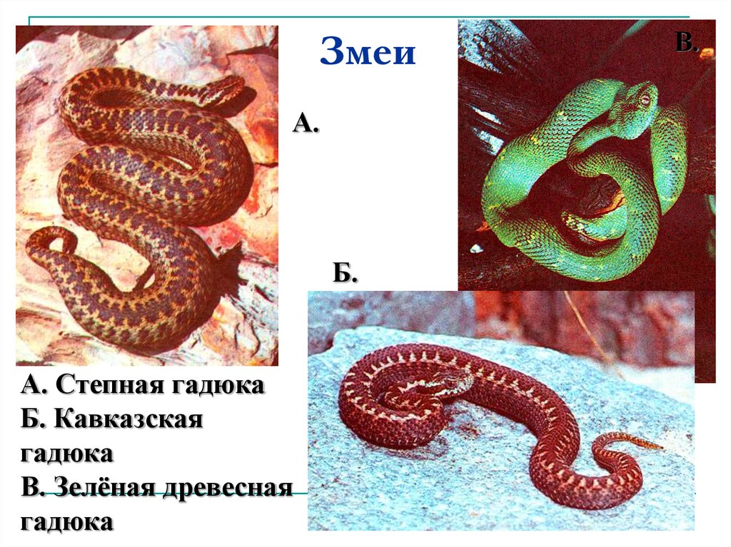 Какое название змеи. Кавказская Степная гадюка. Змеи представители. Представители отряда змеи. Отряд чешуйчатые змеи.