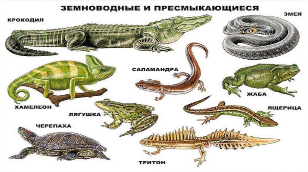 Таблица ящерица и тритон. Земноводные рептилии и пресмыкающиеся. Пресмыкающиеся рептилии 2 класс. Пресмыкающиеся змеи ящерицы крокодилы. Класс пресмыкающиеся представители.
