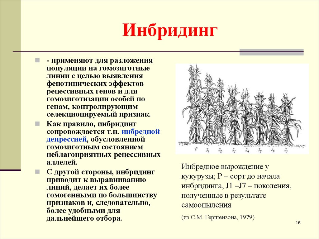 Инбридинг это. Инбридинг. Инбридинг в селекции растений. Инбридинг схема. Инбридинг примеры.