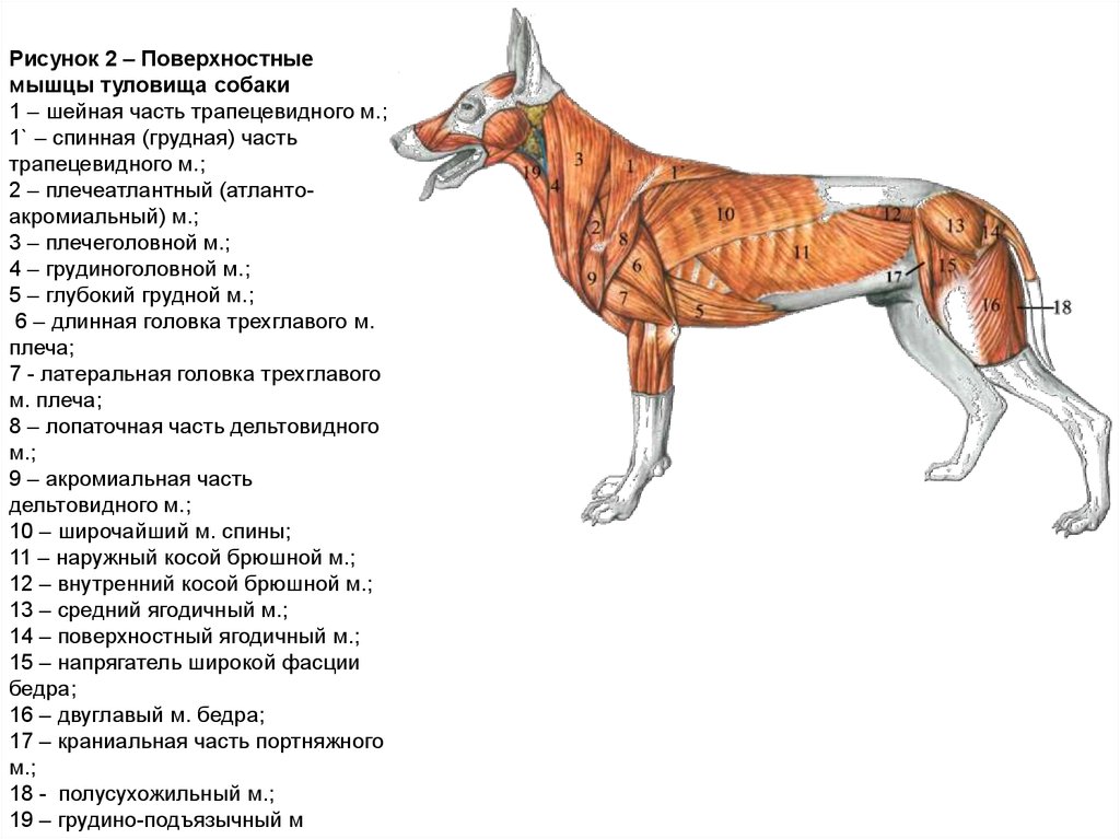 Строение тела собаки в картинках