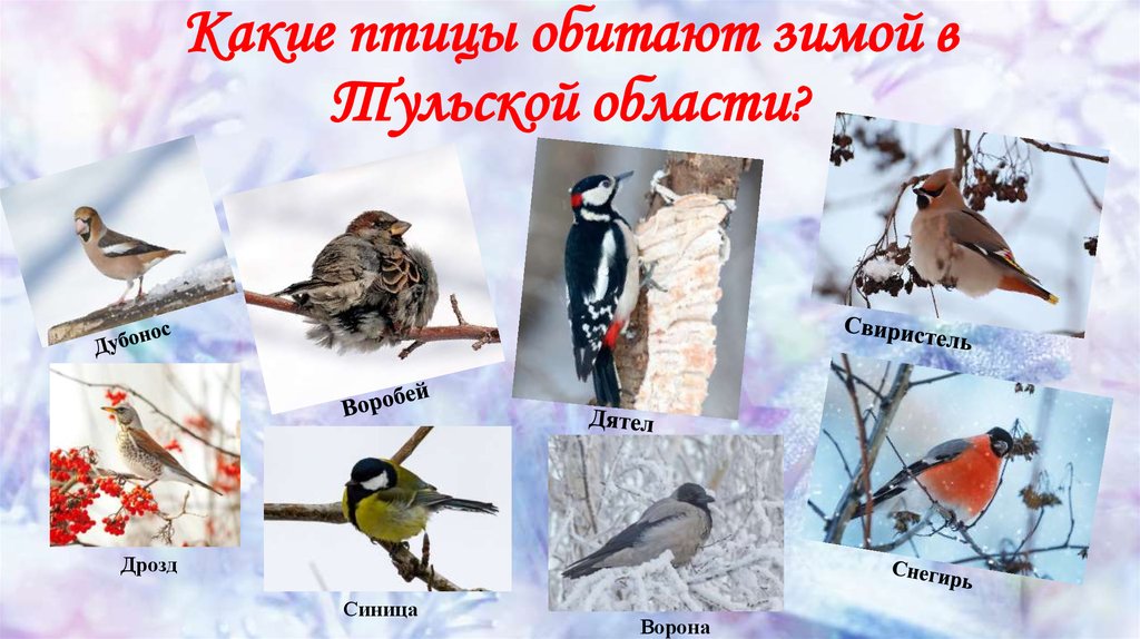 Всю зиму прожила тут ласточка. Зимующие птицы. Зимние птицы названия. Зимующие птицы Тульской области. Какие птицы зимуют.