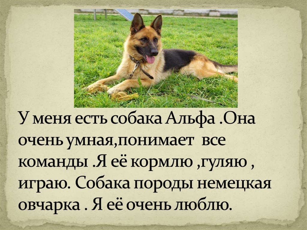 Dog pptx был выложен