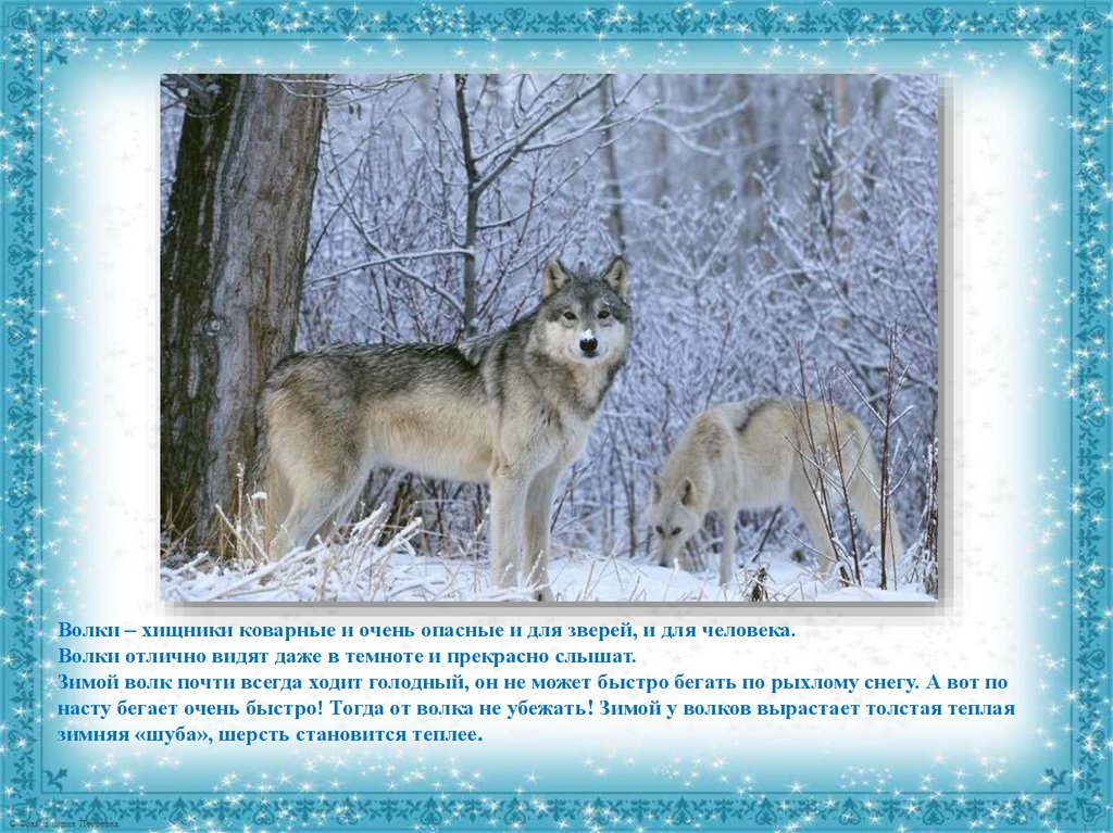 Волк детям о животных. Презентация на тему зимние животные. Волк зимой старшая группа. Детям о зверях зимой для дошкольников. Слайд животные зимой.