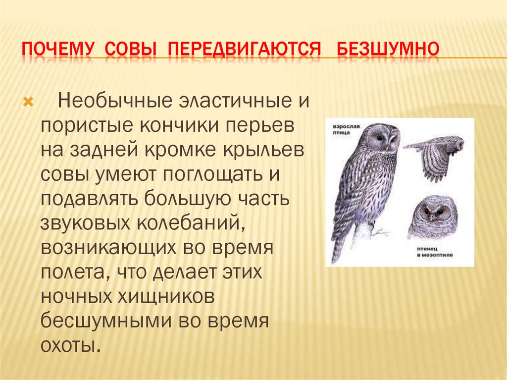 Ночной полет сов так тих и беззвучен. Сова для презентации. Информация о сове. Описание Совы. Рассказ о сове.