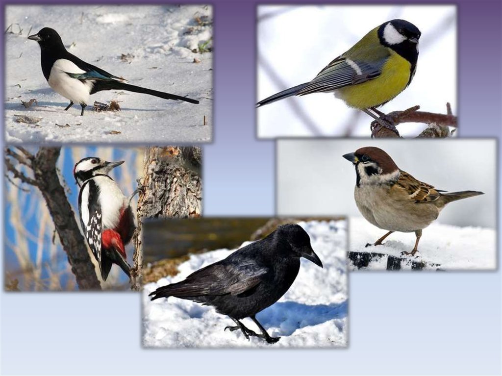 Птицы удмуртии фото с названиями зимующие