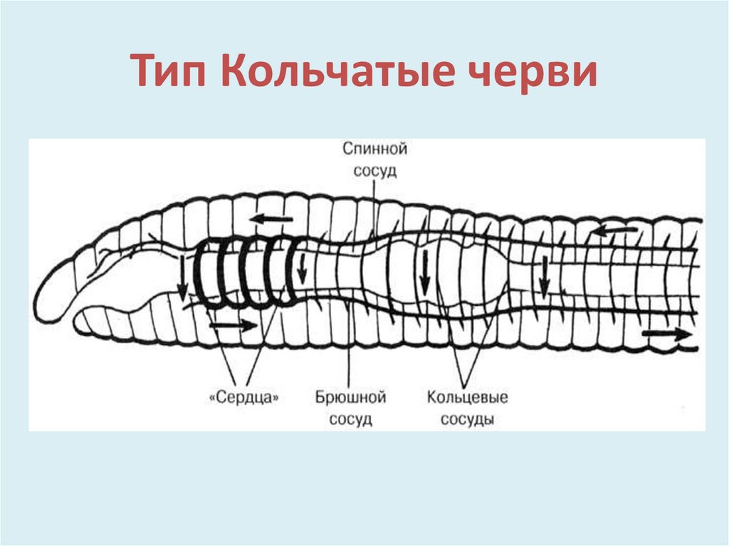 Схема строения дождевого червя