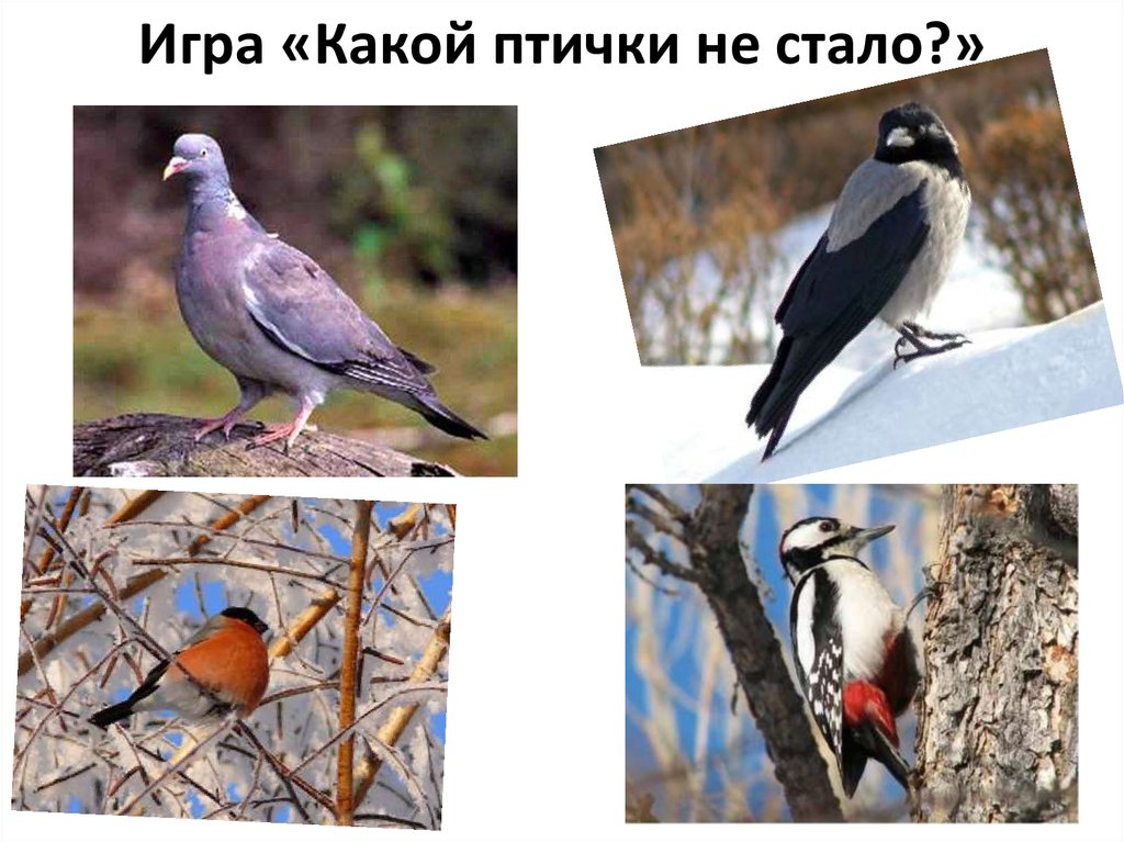 Птицами стали