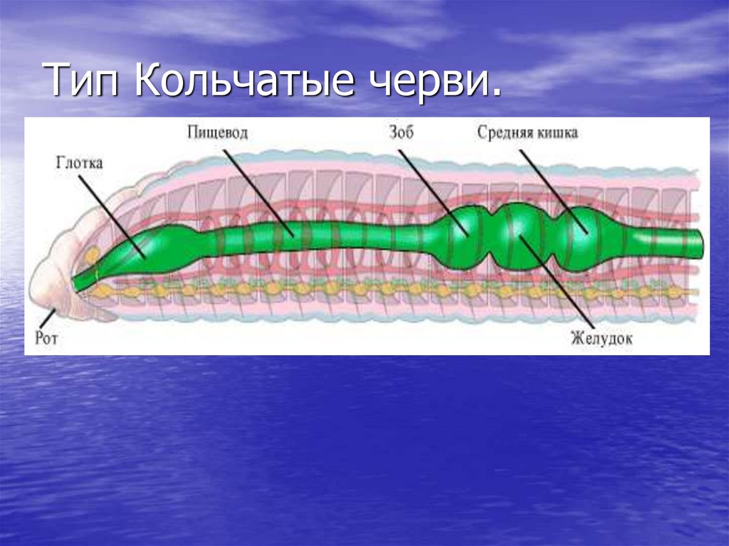 Строение пищеварительной системы червя. Строение пищеварительной системы кольчатых червей. Тип пищеварительной системы у кольчатых червей. Пищеварительная система дождевого червя. Пищеварительная система кольчатых червей 7.