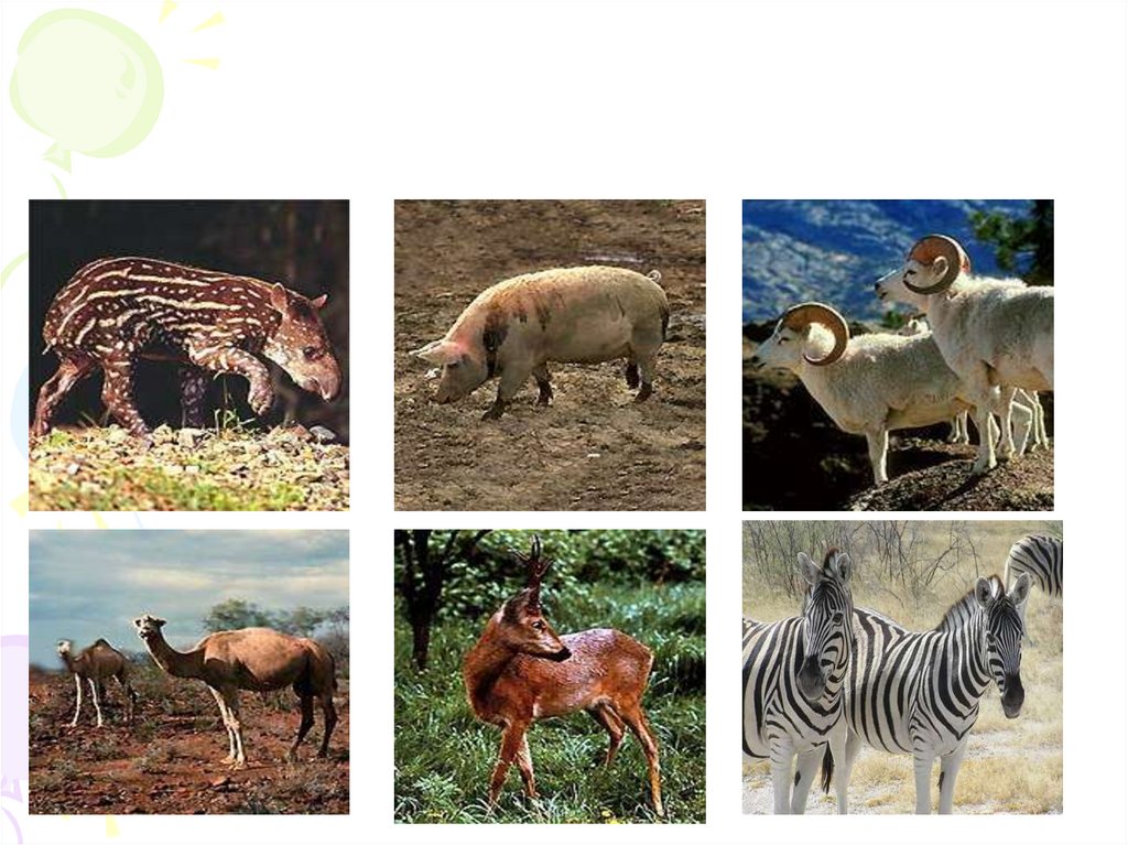 Парнокопытные животные список животных с фото