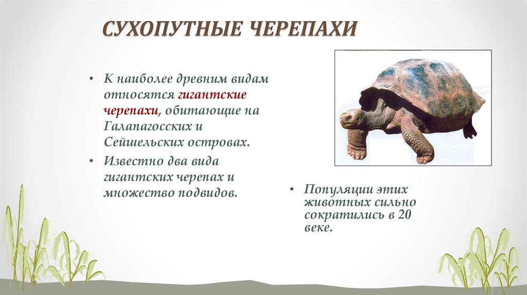 Tortoise перевод на русский. Сухопутная черепаха описание. Сухопутная черепаха доклад. Сухопутная черепаха Размеры. Сухопутная черепаха проект.