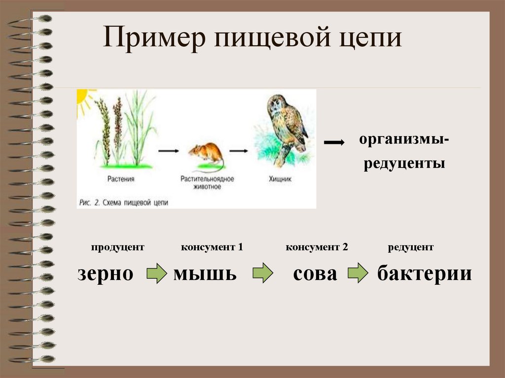 Изучите фрагмент экосистемы леса представленный на рисунке и выполните задания ястреб