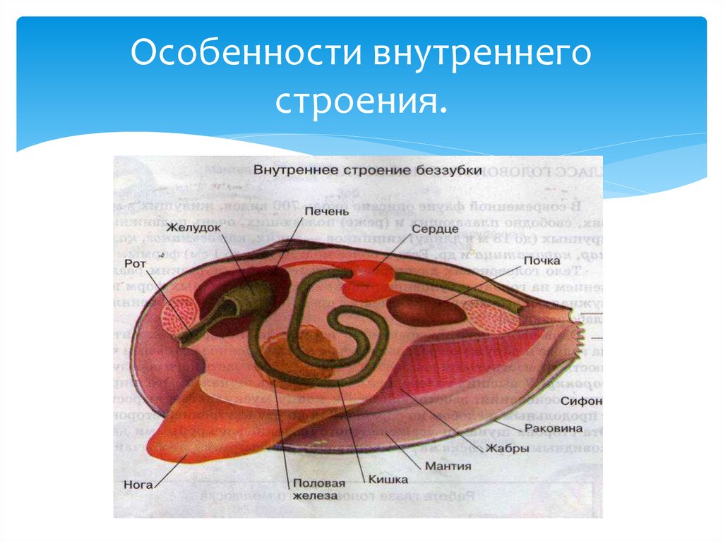 Особенности внутреннего строения