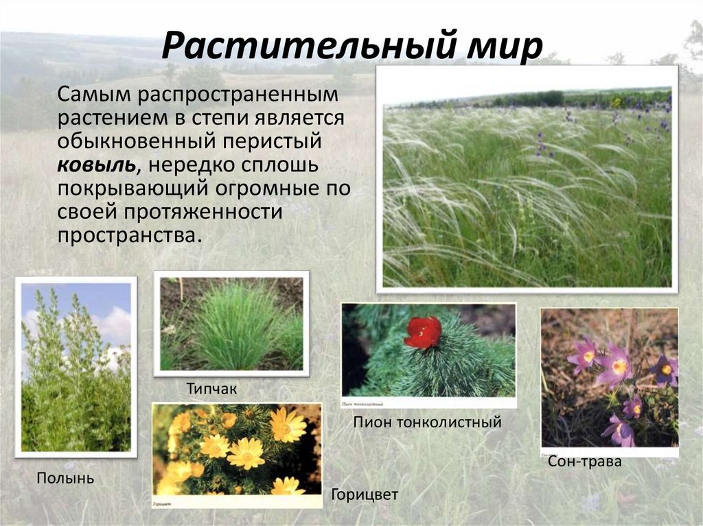 Распространены в степной зоне. Растительность степи. Степные растения. Растительность лесостепи и степи. Растения степи России.