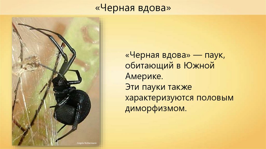 Истории вдов. Класс паукообразные паук чёрная вдова. Сообщение о пауке черная вдова. Доклад про паука черная вдова. Чёрная вдова паук обитание.