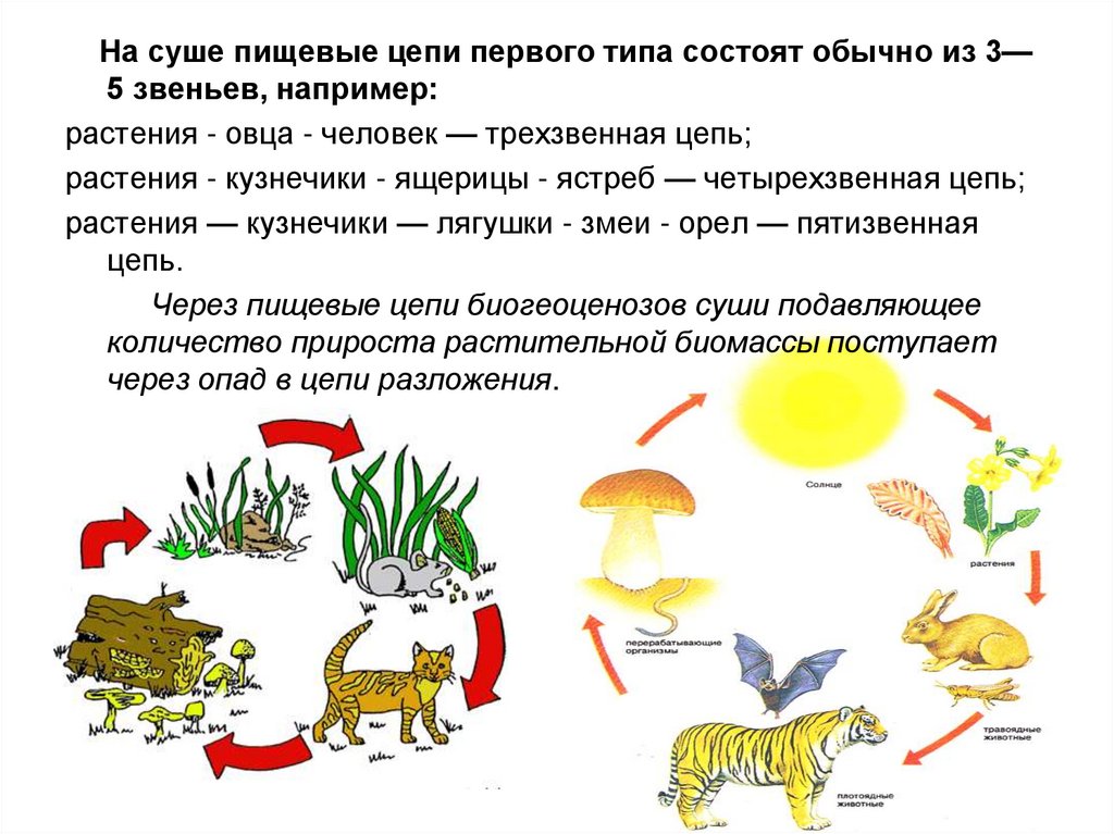 Какое звено в цепи питания занимает изображенный на рисунке уж 1 продуцент