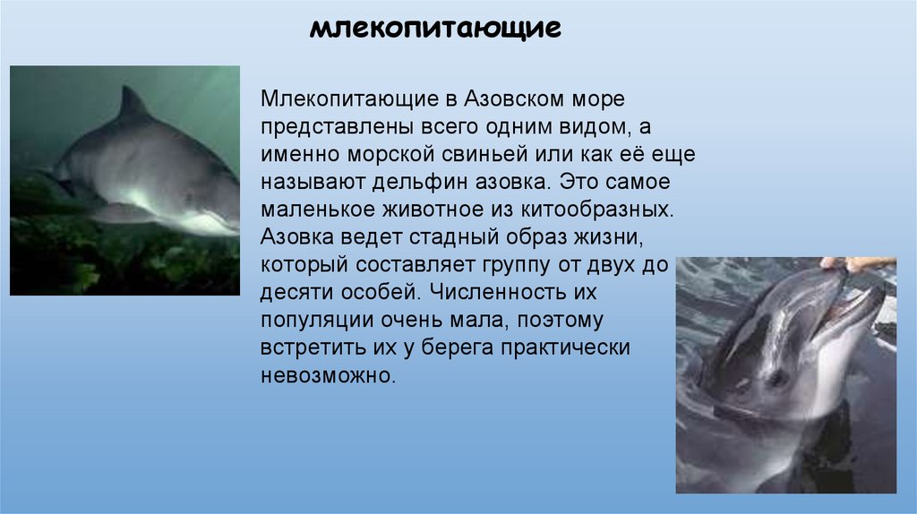 Каких домашних млекопитающих рыб разводят люди. Азовское море дельфины Азовка. Млекопитающие Азовского моря. Какие животные обитают в Азовском море. Обитатели Азовского моря дельфины.