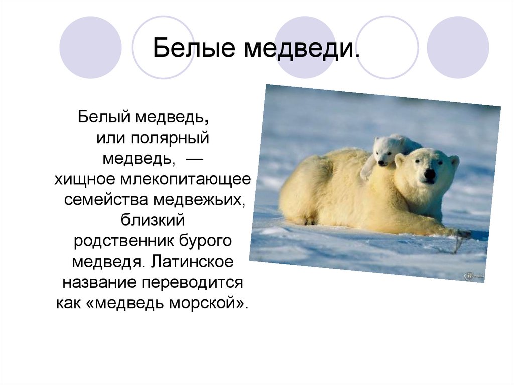 Рассказ про медведя 1 класс. Рассказ о белом медведе. Доклад о белом мишке. Маленький доклад про белого медведя. Белый медведь презентация.