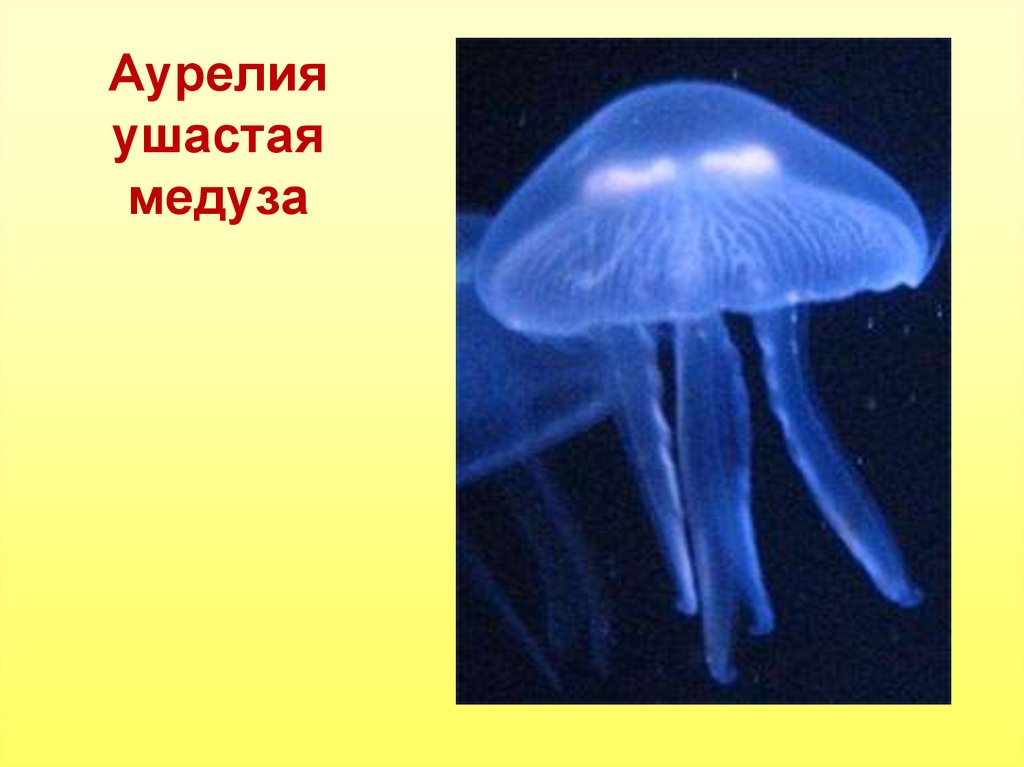 Образ жизни кишечнополостных. Медуза Аурелия Кишечнополостные. Сцифоидные медузы Аурелия. Медуза Аурелия Аурита строение. Ушастая медуза Аурелия строение.