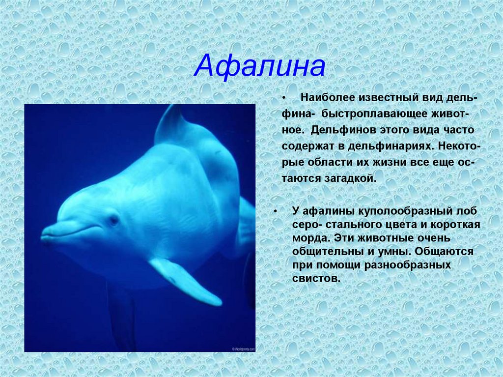 Рассказ про море 2 класс. Черноморский Дельфин афалин рассказ. Дельфин Афалина красная книга. Интересные факты о дельфинах афалинах. Дельфины Афалина интересные факты.