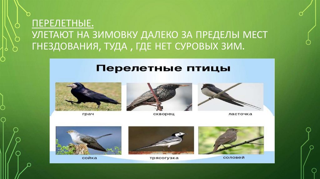 Перелетные птицы явление природы. Перелетные птицы. Сезонные изменения. Перелетные птицы. Перелётные птицы приспособления. Перелетные птицы Чувашии.
