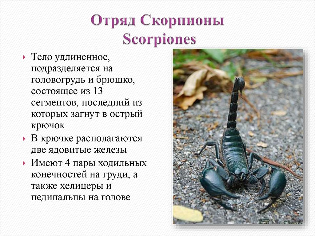 Какой тип развития характерен для скорпиона. Отряд Скорпионы общая характеристика представители. Отряд Скорпионы (Scorpiones). Характеристика паукообразных скорпионов. Характеристика скорпионов биология.