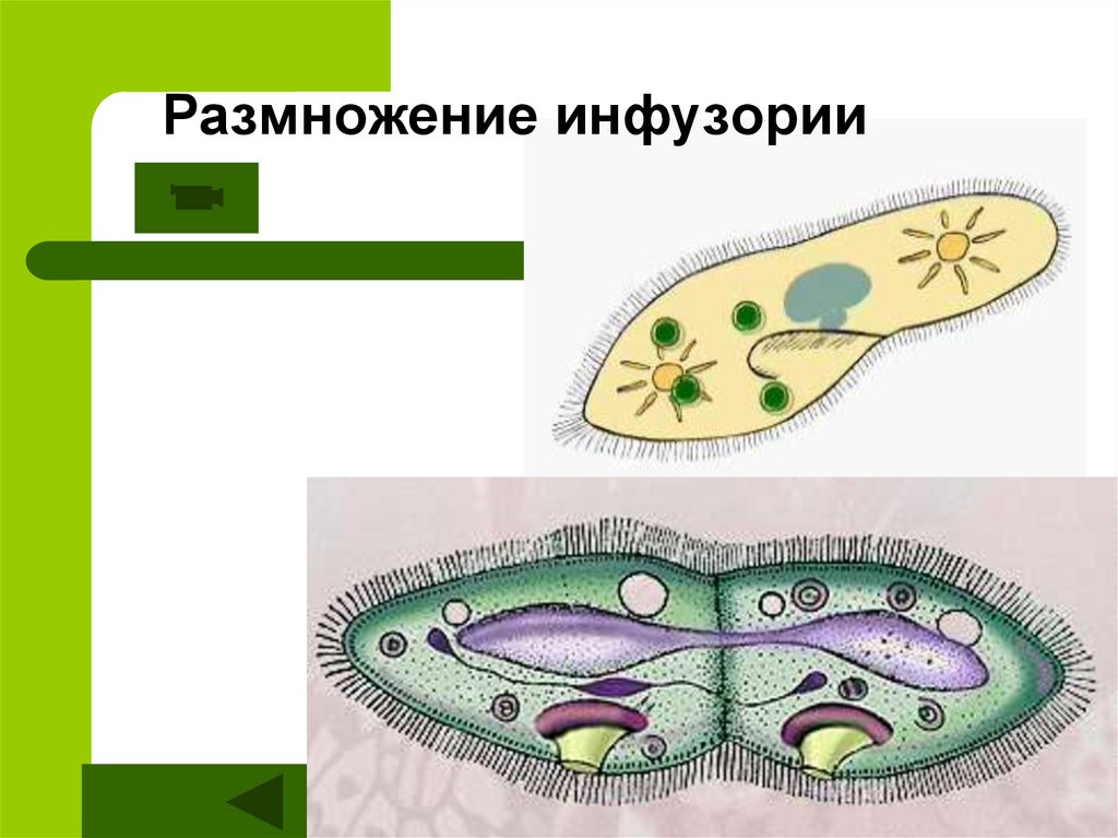 Для животного изображенного на рисунке характерно. Деление инфузории туфельки бесполое. Размножение инфузория туфел ка. Инфузория туфелька размножается. Поперечное деление инфузории туфельки.