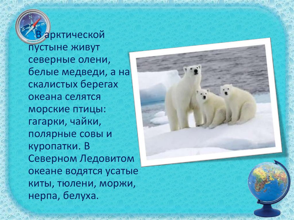 На территории какого государства обитает белый медведь. Животные Арктики презентация. Информация о животных Арктики. Информация о белом медведе. Животных арктических пустынь.