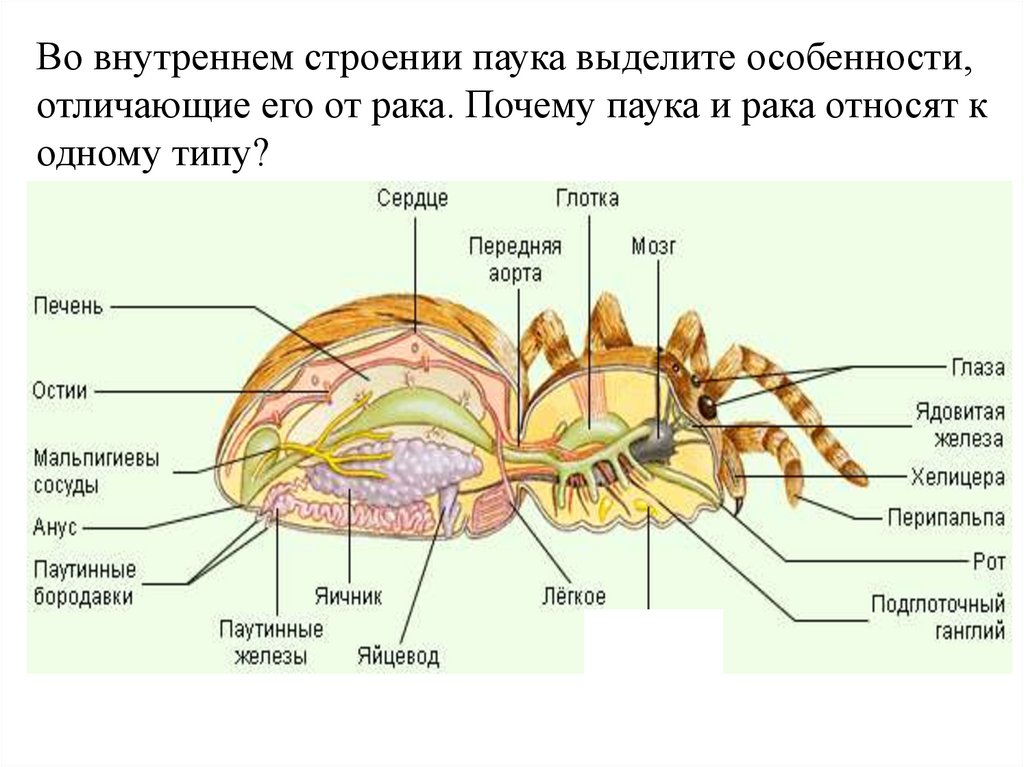 Сколько пар ног у паукообразных