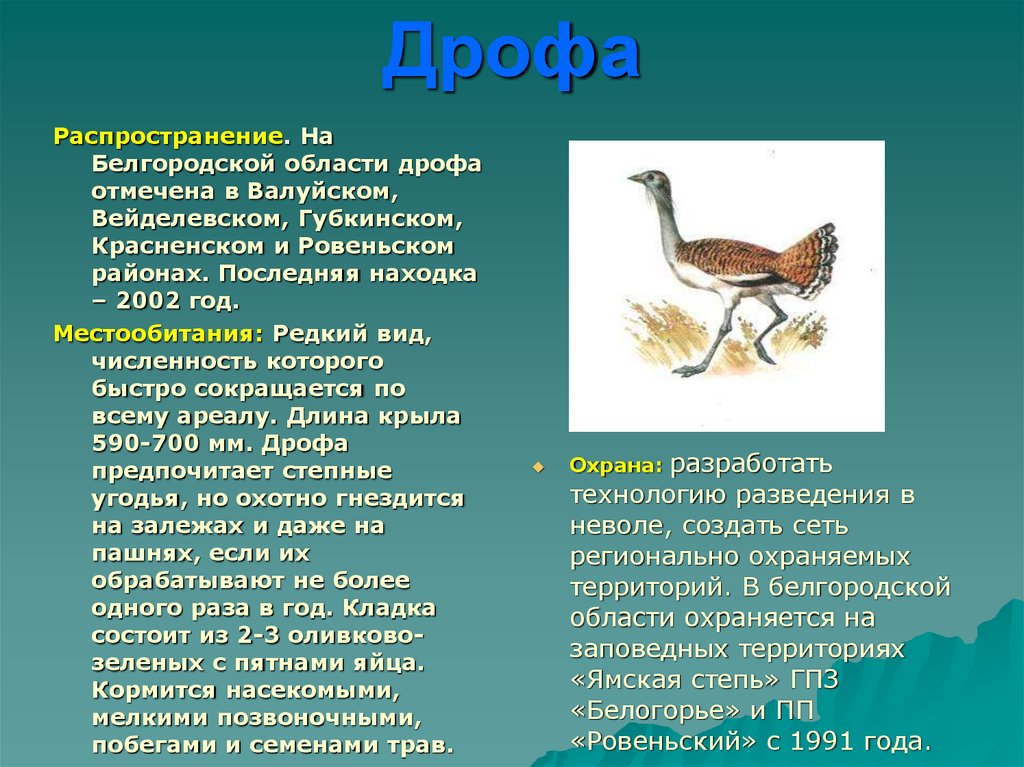 Белгородские животные красной книги. Птицы Белгородской области занесенные в красную книгу. Животные Белгородской области занесенные в красную книгу. Животные красной книги Белгородской области. Дрофа распространение.