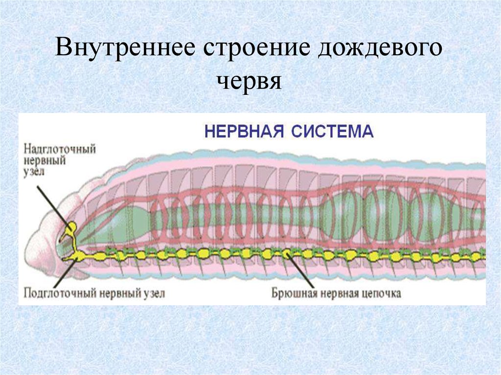 Крокодил спинной мозг дождевой червь. Кольчатые черви строение. Внутреннее строение кольчатого червя 7 класс биология. Система органов червя 7 класс. Кольчатые черчерви строение.