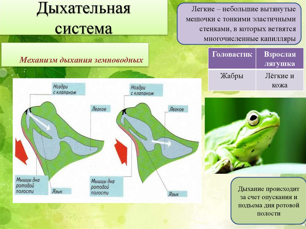 Признаки земноводных как наземных животных