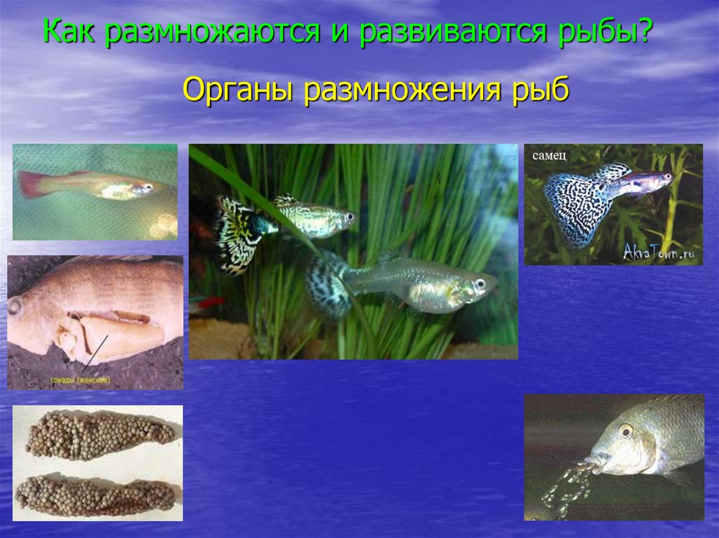 Тип развития щуки. Рыбы которые размножаются. Как размножаются рыбы. Как происходит размножение рыб. Рыбки которые размножаются.