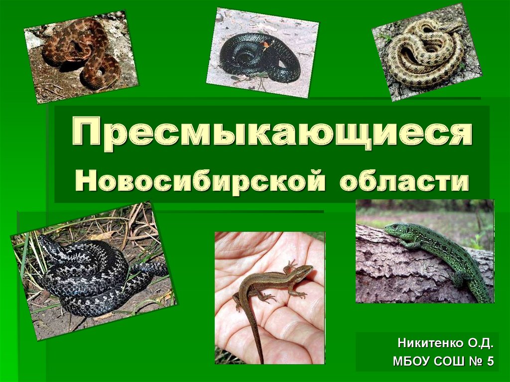 Пресмыкающиеся многоклеточные. Пресмыкающиеся Новосибирской области. Пресмыкающиеся рептилии. Земноводные и пресмыкающиеся. Охраняемые пресмыкающихся.