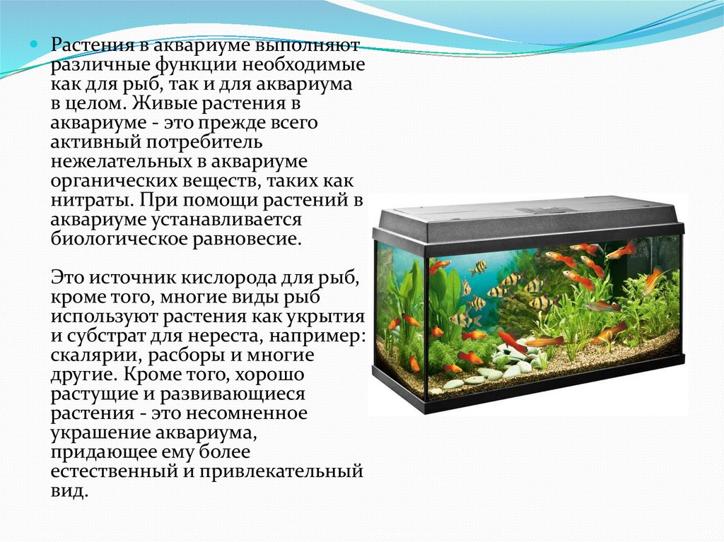 Какую воду можно в аквариум. Аквариум искусственная экосистема. Аквариум маленькая искусственная экосистема. Рыбы в аквариуме. Аквариум для презентации.
