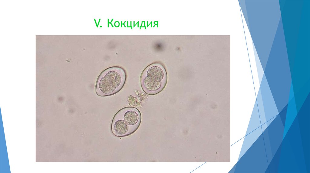 Рассмотрите рисунок с изображением паразитического простейшего. Кокцидии эймерии. Простейшие паразиты кокцидии. Ооцисты coccidia.. Споровики кокцидии.