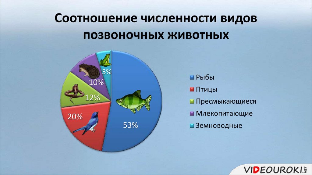 Диаграмма видов животных на земле