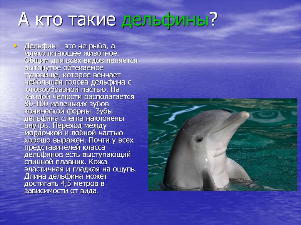 Английский про дельфинов. Дельфин это рыба или млекопитающее. Дельфины это рыбы или млекопитающие. Дельфины млекопитающие. Кто такой Дельфин.
