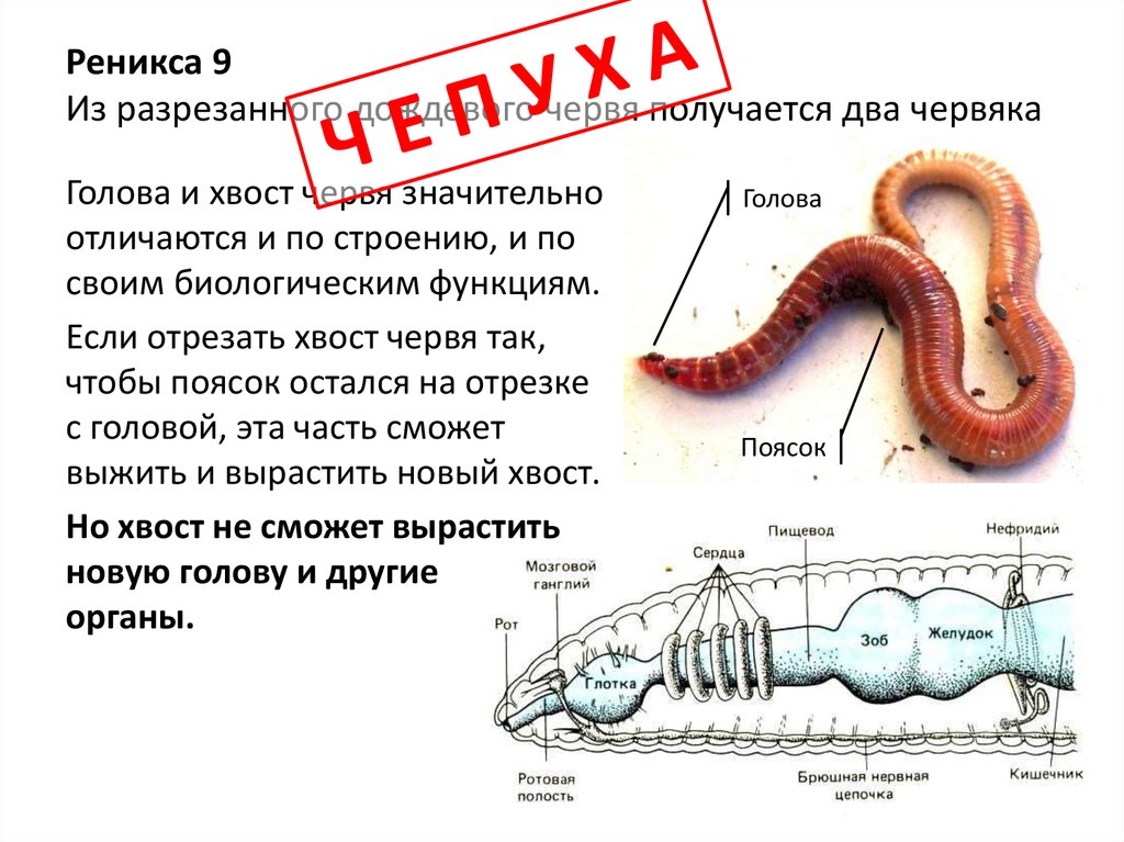 Сердце у червяка