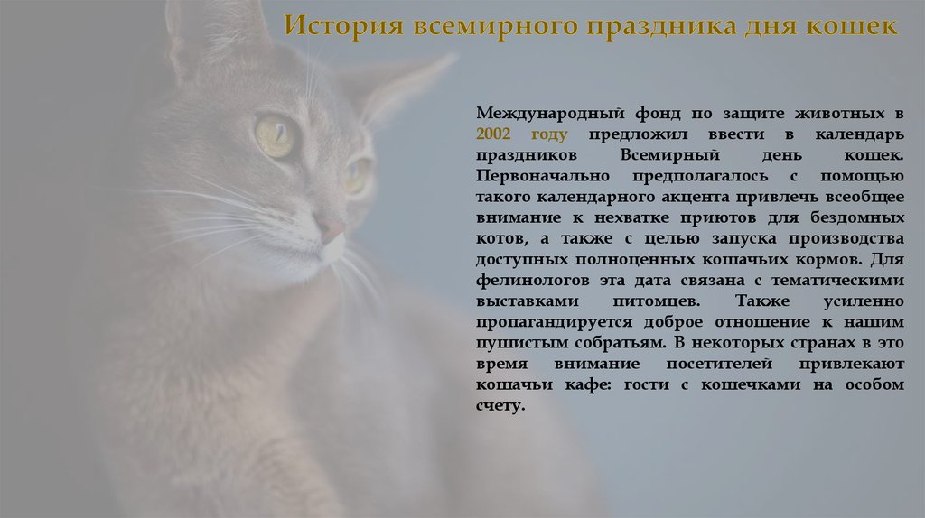 Как свести кошку с котом