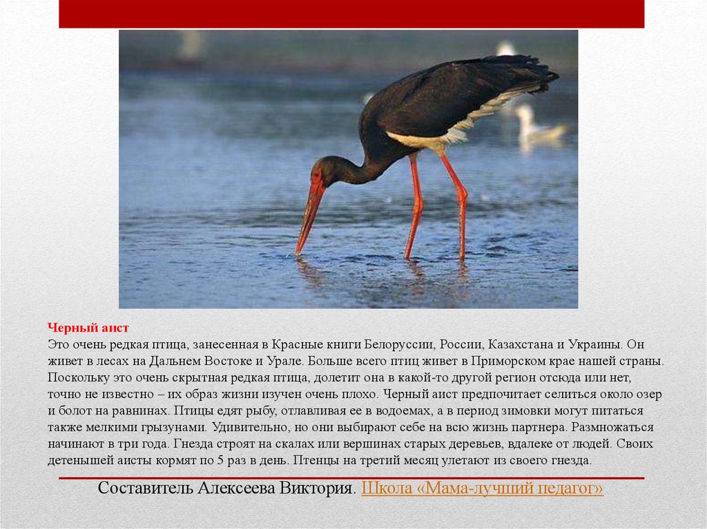 Животные занесенные в красную книгу в россии фото