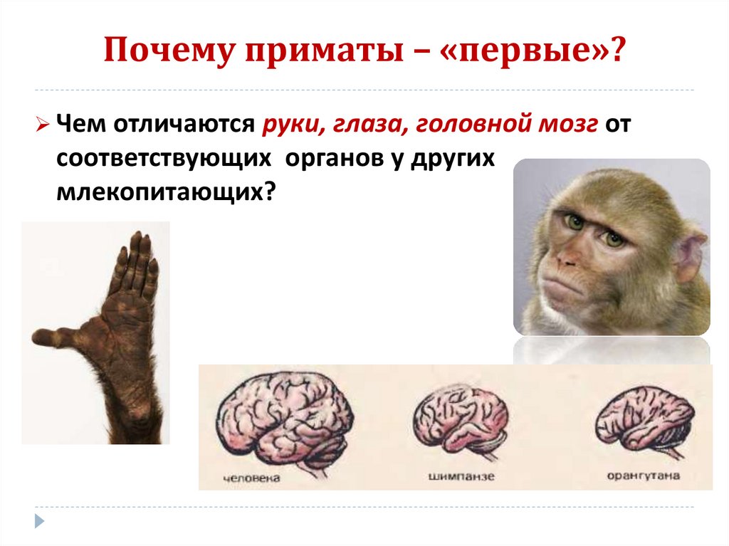 Человек вид приматов. Приматы. Признаки отряда шимпанзе. Виды приматов человек. Человек класс приматы.