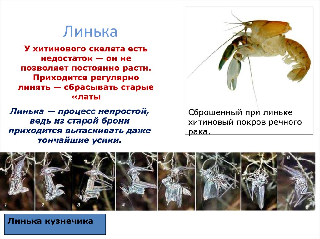 Линька это. Значение хитинового Покрова у членистоногих. Недостаток хитинового Покрова. Хитиновый Покров представителей класса насекомые. У кого есть Хитиновый скелет.