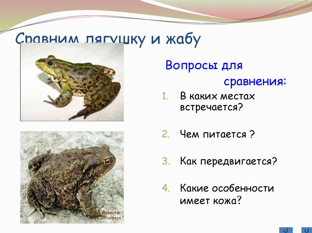 Как разделить слово лягушка. Сравнение лягушки и Жабы. Сходство и различие лягушки и Жабы. Сравнить лягушку и жабу. Сходство лягушки и Жабы 2 класс.