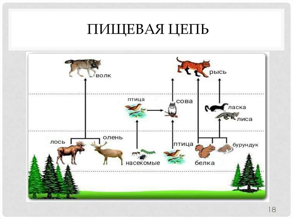 Схема питания в лесу