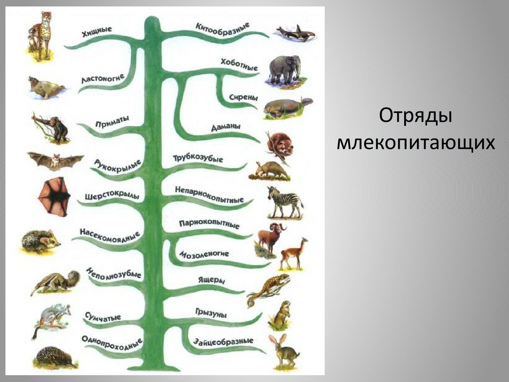 Подпишите на рисунке 12 видовые названия и названия отрядов к которым относятся